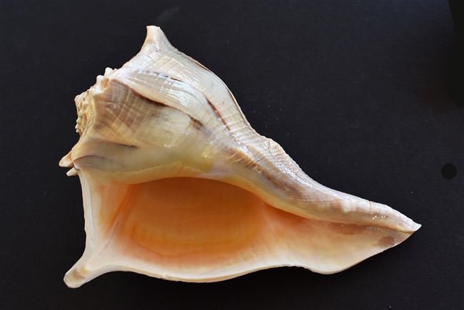 Left Handed Lightning Whelk