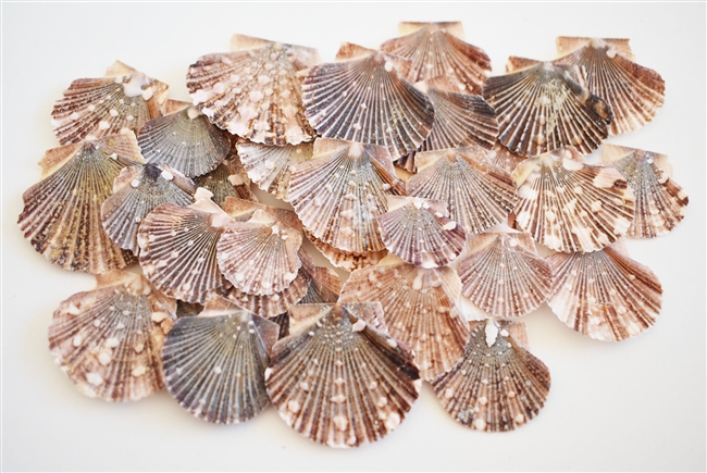 Beautiful Baby Flat Scallops