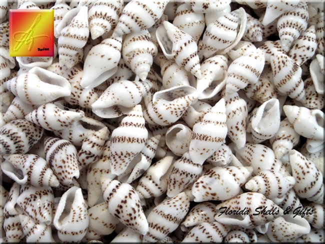 Zebra Striped Nassa Shell Bead