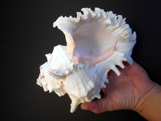 Murex Ramosus Shells